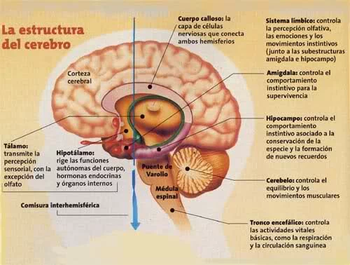 Estructuras cerebrales