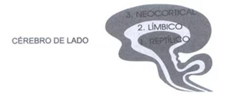 Cerebro: 3 niveles evolutivos