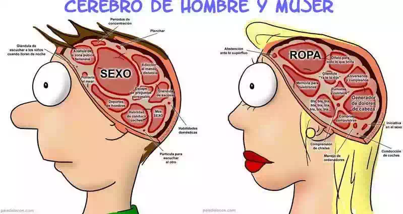 cerebro masculino y femenino