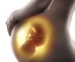 Vida uterina
