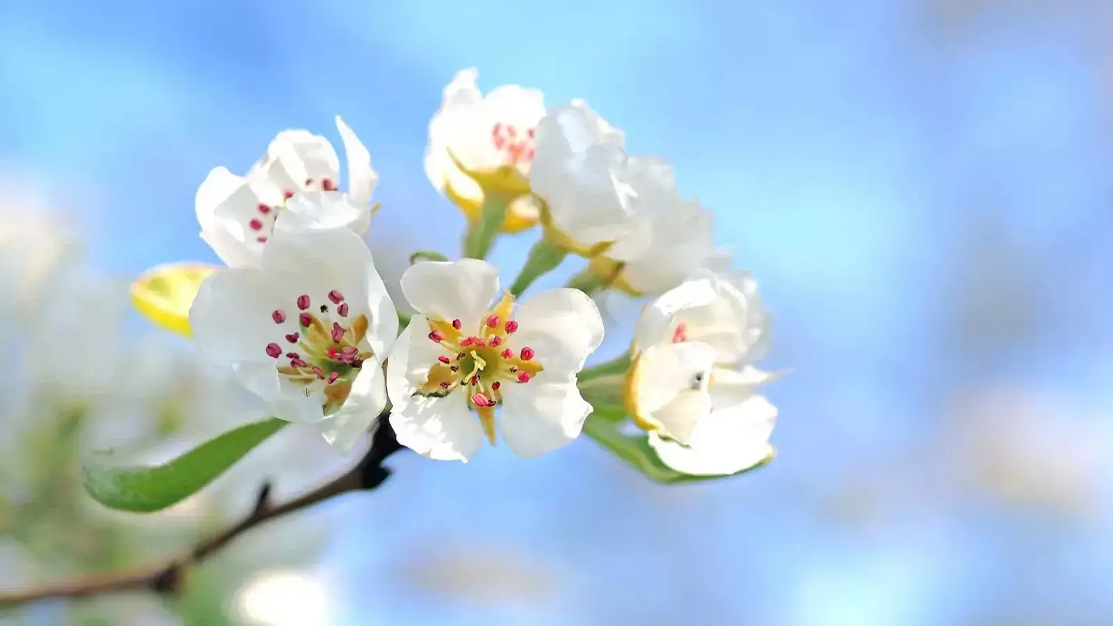 «Llibertat» significa responsabilitat… desplegar lliurement allò que la nostra pròpia naturalesa ens està cridant a ser. La llibertat de la flor consisteix a ser plenament una flor, no pas a ser un arbre o una pedra. No hi ha més llibertat que la de ser allò que íntima, essencialment, ja s'és.